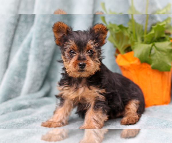 Medium Photo #2 Yorkshire Terrier Puppy For Sale in NAPPANEE, IN, USA