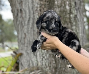 Goldendoodle Puppy for sale in BRADENTON, FL, USA