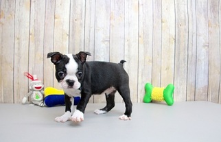 Boston Terrier Puppy for sale in PORTSMOUTH, OH, USA