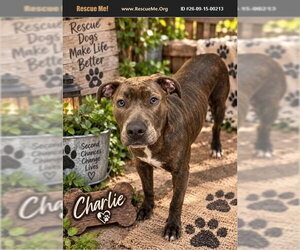 Mutt Dogs for adoption in Benton, PA, USA