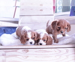 Small #5 Cavalier King Charles Spaniel