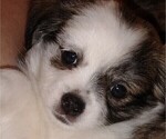 Small Photo #4 Chihuahua-Pom-Shi Mix Puppy For Sale in KANNAPOLIS, NC, USA