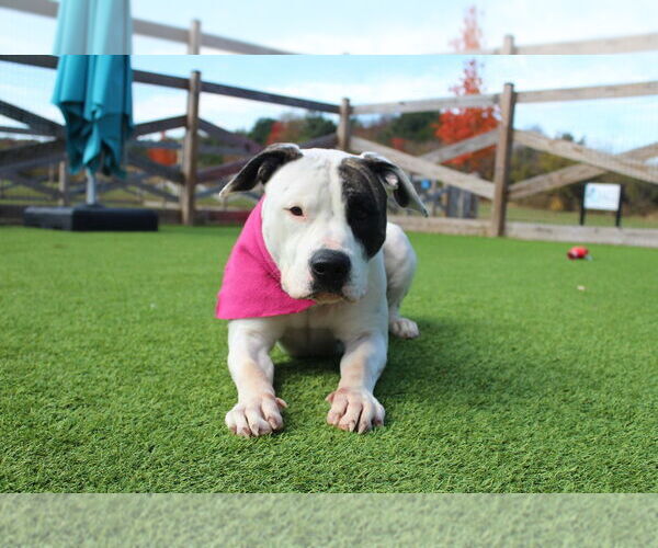 Medium Photo #7 American Bulldog Puppy For Sale in Chestertown, MD, USA