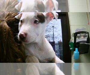 Parson Russell Terrier-Unknown Mix Dogs for adoption in Tulsa, OK, USA