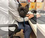 Small #1 French Bulldog
