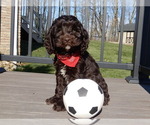 Small Photo #4 Cockapoo Puppy For Sale in MILLERSBURG, OH, USA