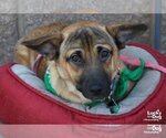 Small Photo #6 Basset Hound-Unknown Mix Puppy For Sale in Washington, DC, USA