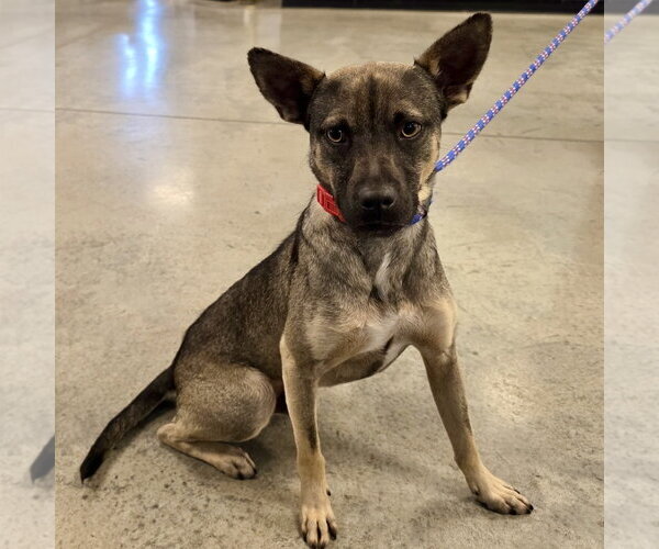 Medium Photo #1 Chihuahua-Feist Terrier Mix Puppy For Sale in Batavia, OH, USA