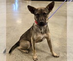 Nacho 2026 - Male Chihuahua-Feist Terrier Mix Dog for Adoption - Small photo