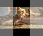 Small Photo #1 Yorkshire Terrier Puppy For Sale in PITTSBURG, CA, USA