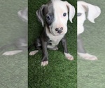 Image preview for Ad Listing. Nickname: Zuri