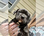 Small #1 Mutt