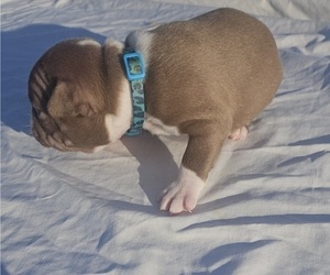 Medium Boston Terrier