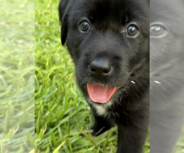 Medium Photo #2 Labrador Retriever-Unknown Mix Puppy For Sale in The Woodlands, TX, USA