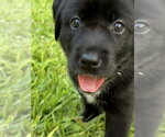 Small #1 Labrador Retriever Mix