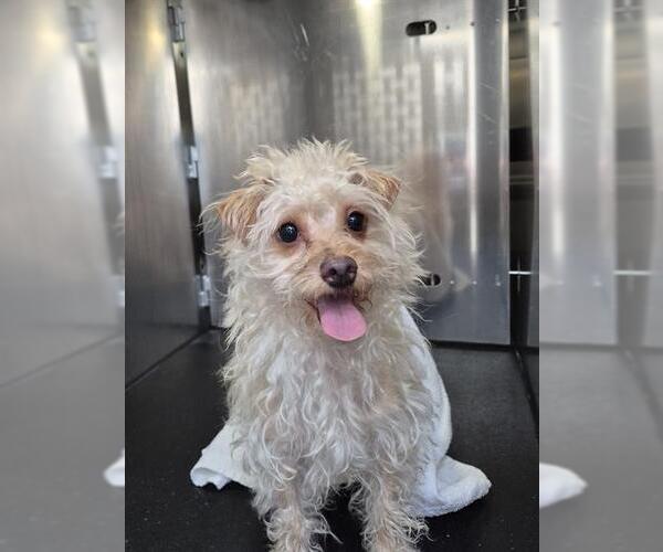 Medium Photo #1 Mutt Puppy For Sale in San Antonio, TX, USA