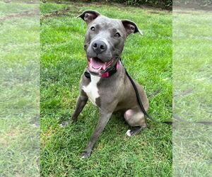 Jada - Female American Pit Bull Terrier-Unknown Mix Dog for Adoption - Photo #8