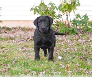 Labrador Retriever Puppy for sale in SYRACUSE, IN, USA