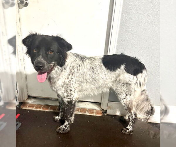 Medium Photo #1 Australian Shepherd-Unknown Mix Puppy For Sale in Dallas, TX, USA