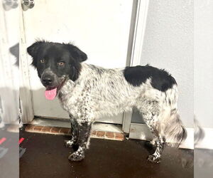 Australian Shepherd-Unknown Mix Dogs for adoption in Dallas, TX, USA