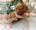 Small Photo #22 Dachshund Puppy For Sale in PERRIS, CA, USA