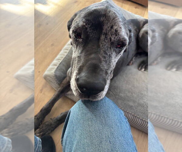 Medium Photo #5 Great Dane Puppy For Sale in Bullard, TX, USA