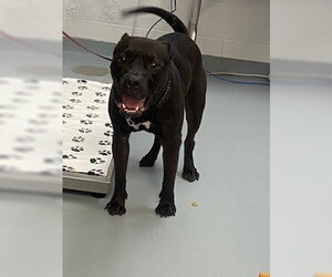 Mutt Dogs for adoption in St. Cloud, FL, USA