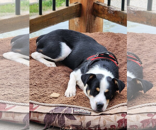 Medium Photo #4 Australian Shepherd-Unknown Mix Puppy For Sale in Aurora, CO, USA