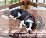 Small #3 Australian Shepherd Mix