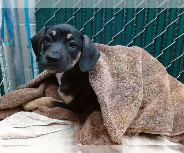 Medium Photo #1 American Pit Bull Terrier-Unknown Mix Puppy For Sale in Downey, CA, USA