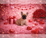 Small #2 French Bulldog