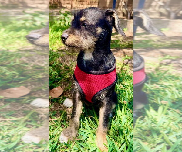 Medium Photo #2 Mutt Puppy For Sale in San Diego, CA, USA
