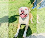 Small #3 American Pit Bull Terrier