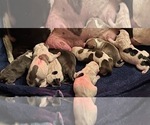 Small Photo #1 American Bully Puppy For Sale in WALLINGFORD, CT, USA