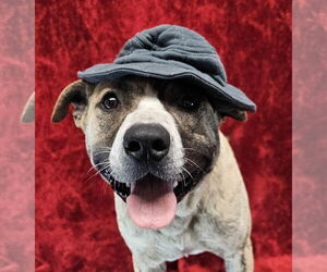 American Pit Bull Terrier-American Staffordshire Terrier Mix Dogs for adoption in New York, NY, USA