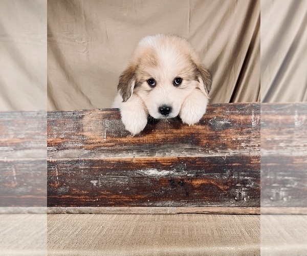 Medium Photo #5 Great Pyrenees Puppy For Sale in OCALA, FL, USA