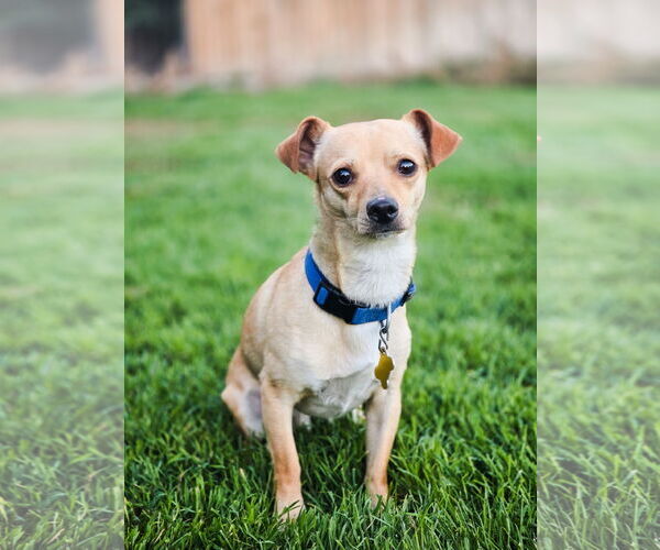 Medium Photo #8 Chihuahua Puppy For Sale in Sandy, UT, USA