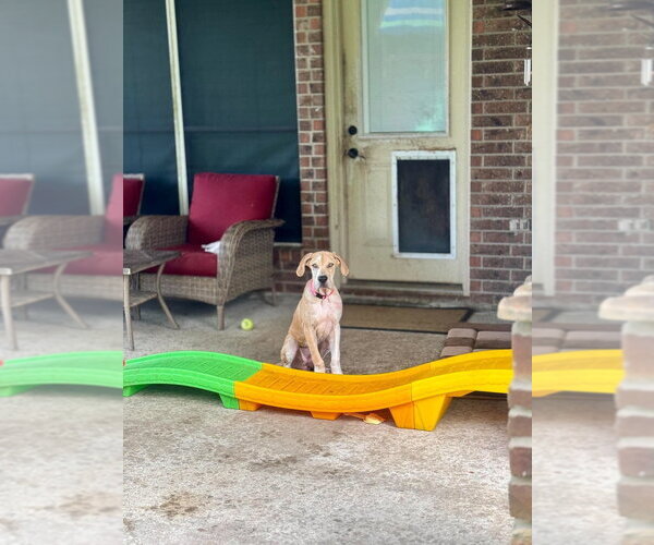 Medium Photo #2 Great Dane Puppy For Sale in Bullard, TX, USA