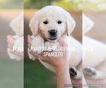 Small Photo #2 English Cream Golden Retriever Puppy For Sale in MURFREESBORO, TN, USA