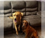 Small Photo #1 Golden Retriever Puppy For Sale in CUDAHY, WI, USA
