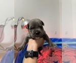 Puppy Purple Boy Cane Corso