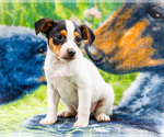 Small #4 Fox Terrier (Smooth)-Fox Terrier (Toy) Mix