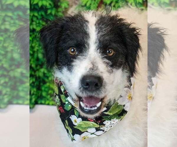 Medium Photo #1 Border Collie-Unknown Mix Puppy For Sale in Kennesaw, GA, USA
