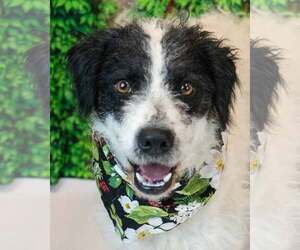 Border Collie-Unknown Mix Dogs for adoption in Kennesaw, GA, USA