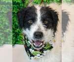 Small Border Collie Mix