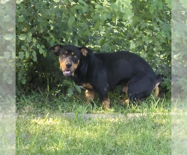Medium Photo #1 Rottweiler-Unknown Mix Puppy For Sale in San Antonio, TX, USA