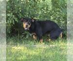 Small Rottweiler Mix