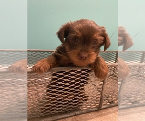 Yorkshire Terrier Puppy for sale in LAWRENCEBURG, TN, USA