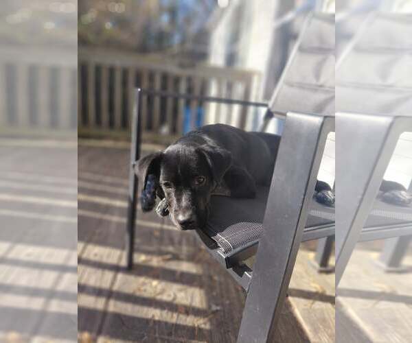 Medium Photo #1 Labrador Retriever-Unknown Mix Puppy For Sale in Jacksonville, NC, USA