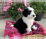 Small Photo #4 Bernedoodle Puppy For Sale in GREENWOOD, IN, USA